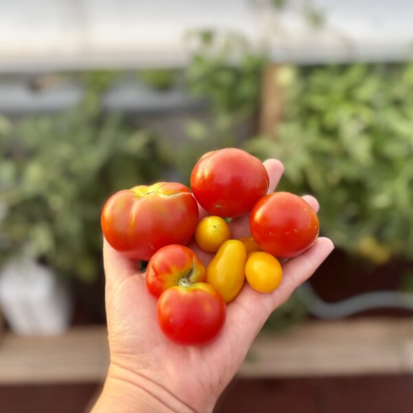 Hydroponická zahrádka