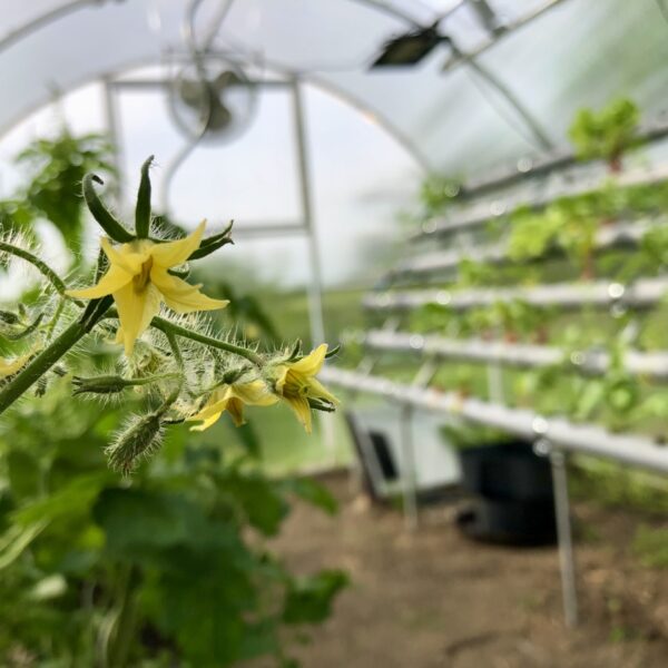 Zeleninu vypěstovanou v Chytrém skleníku jíme a rozdáváme